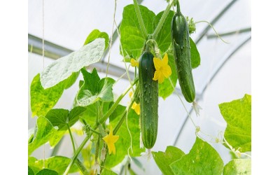 مراحل کشت خیار گلخانه‌ای