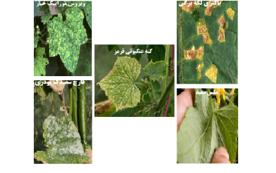 بیماری و آفات خیار گلخانه ای 